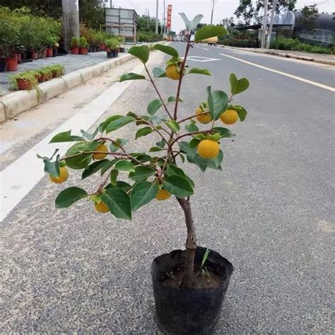 門前種蓮花|旺宅門前花種植法